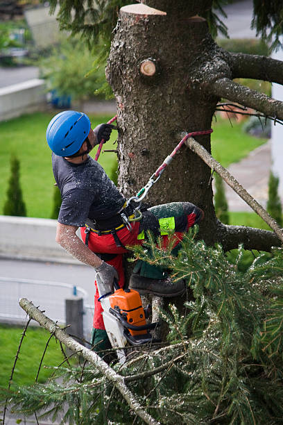 Best Storm Damage Tree Cleanup  in Lake Dunlap, TX